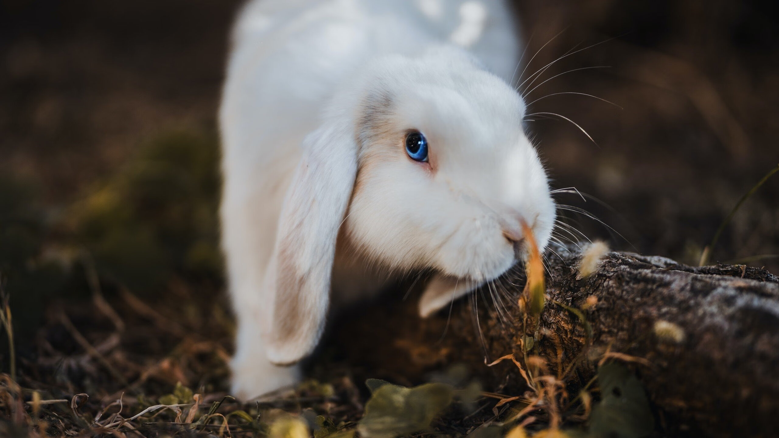 开云官网-跨界焦点,当NBA总决赛遇见足球传奇—挪威风暴与国际米兰的奇妙联结